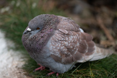 Columba livia domestica