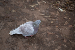 Columba livia domestica