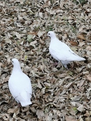 Columba livia domestica