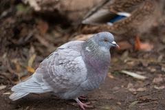 Columba livia domestica