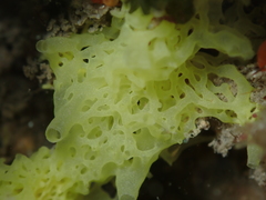 Clathrina
