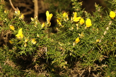 Ulex europaeus