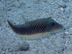 Canthigaster margaritata