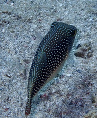Canthigaster margaritata