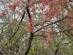 Crataegus laevigata