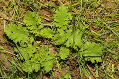 Jacobaea vulgaris