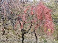 Crataegus laevigata