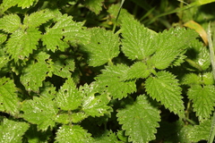Urtica dioica