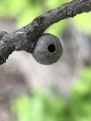 Burnettweldia washingtonensis