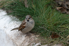 Passer domesticus