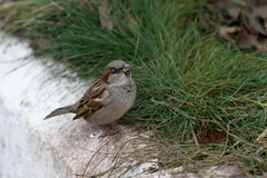 Passer domesticus