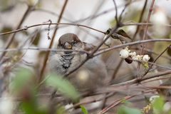 Passer domesticus
