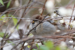 Passer domesticus