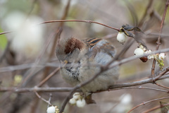 Passer domesticus