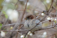 Passer domesticus