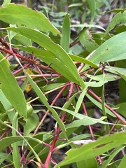 Persoonia levis