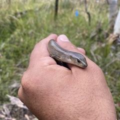 Cyclodomorphus michaeli