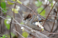 Passer domesticus