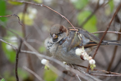 Passer domesticus