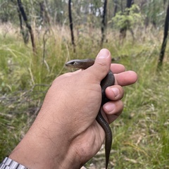 Cyclodomorphus michaeli