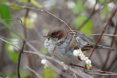 Passer domesticus