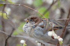 Passer domesticus