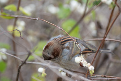 Passer domesticus
