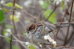 Passer domesticus