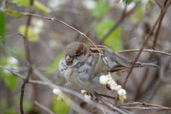Passer domesticus