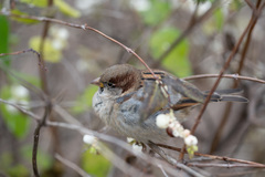 Passer domesticus