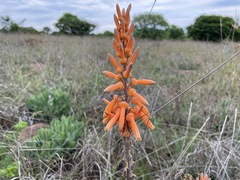 Aloe vanrooyenii