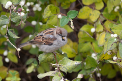 Passer domesticus