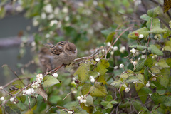 Passer domesticus