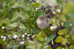 Passer domesticus