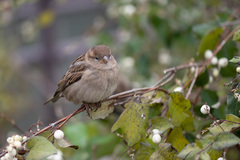 Passer domesticus