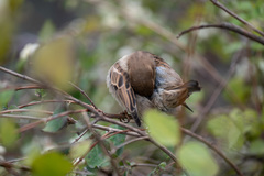 Passer domesticus