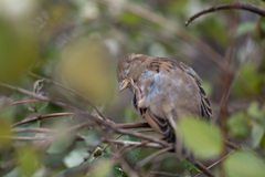 Passer domesticus
