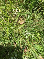 Limnosciadium pumilum