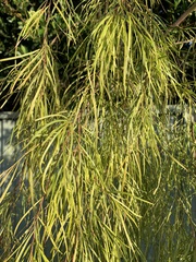 Acacia cognata