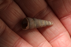 Turritellinella tricarinata