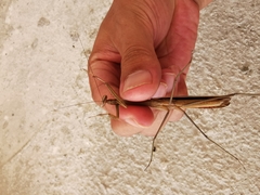 Mantodea