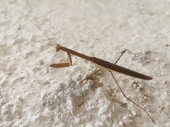 Mantodea