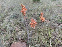 Aloe vanrooyenii