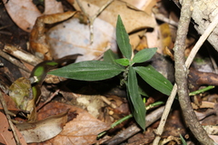 Aneilema acuminatum