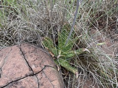 Aloe vanrooyenii