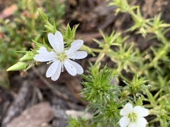 Stellaria pungens