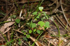 Homalanthus stillingiifolius