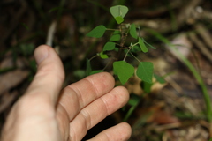 Homalanthus stillingiifolius