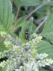 Coccinella transversalis