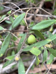 Persoonia mollis